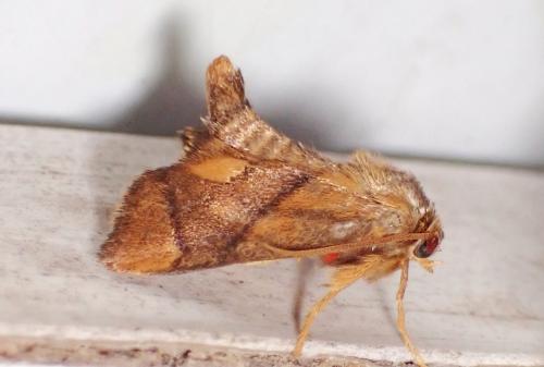 Réf. 285 450 : Apoda limacodes